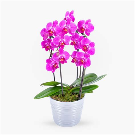Published by the forest game research committee of the southeastern section of the wildlife society. Cascade Orchid | Haute Florist