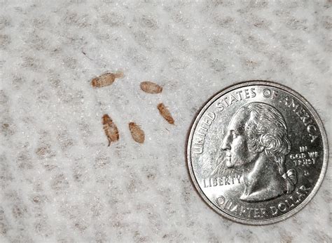 Bedbugs Or Carpet Beetle Larvae Quarter For Scale Found Some Of These