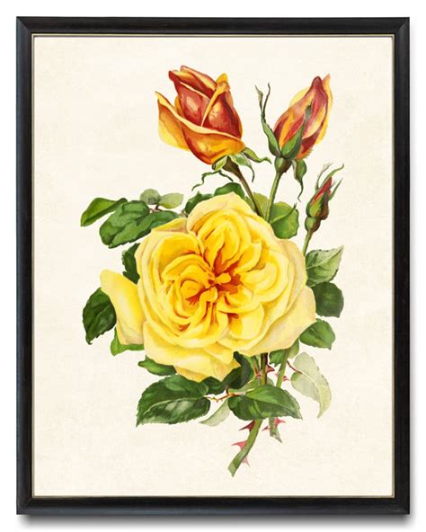 Yellow Rose Digital Download Vintage Flower Illustration Etsy