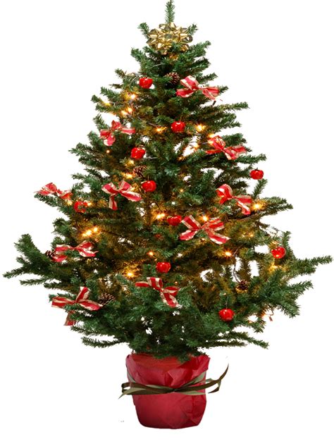 Download christmas tree png transparent image dimensions : Fir-tree PNG images, free download picture