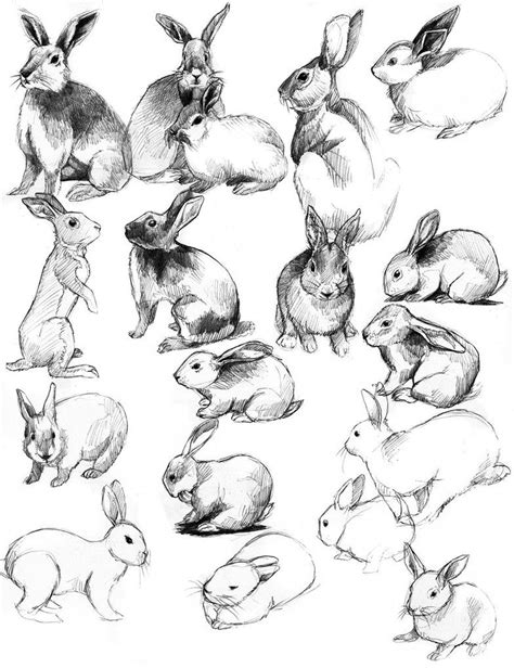 Rabbits And Bunnies Animal Sketches Rabbit Drawing Bunny Drawing