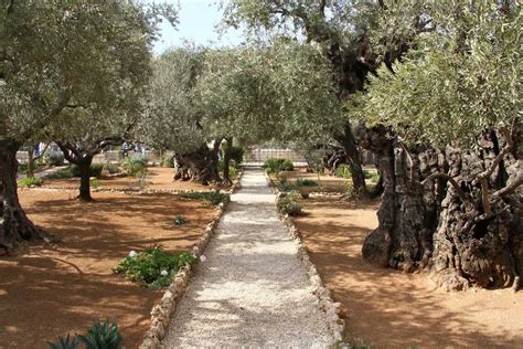 Two Gardens Eden And Gethsemane Bible To Life