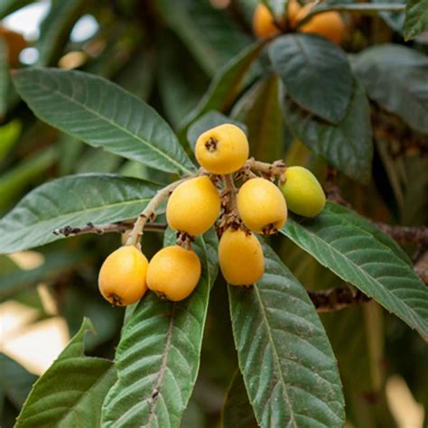 Champagne Loquat Trees For Sale Candj Gardening Center