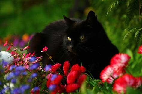 Download Flower Animal Cat Hd Wallpaper