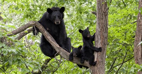 Yes Black Bears Can Climb Trees 3 Facts To Know About These