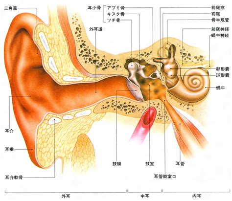 Maybe you would like to learn more about one of these? 蝸牛（内耳）とは - コトバンク