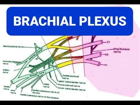 Brachial Plexus With Mnemonics Youtube