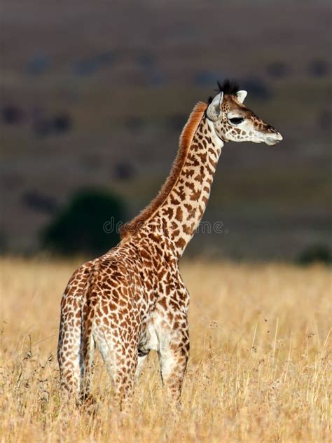 Baby Giraffe Walk On The Savannah At Sunset Stock Image Image Of