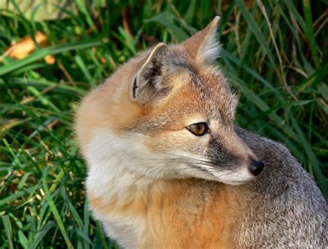 Swift Fox Vulpes Velox Mammal