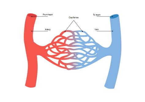 Diagram Human Blood Vessel Diagram Mydiagramonline