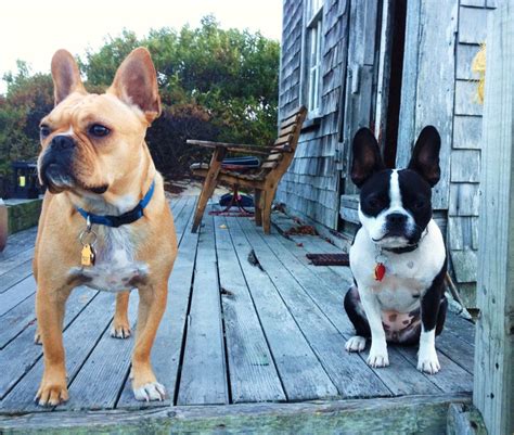 Frenchton French Bulldog Boston Terrier Mix Info Temperament