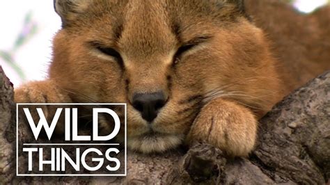 Top Cat Caracal Documentary Wild Things Wild Cats Caracal Cat Top