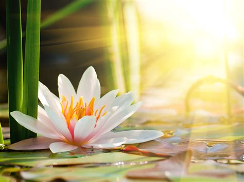 Beautiful Lotus Flower Under The Sun Lotus Flowers Sunlight