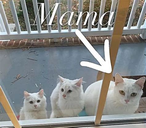 Une chatte attend à la porte avec ses deux chatons alors qu ils sont prêts à quitter la rue Au