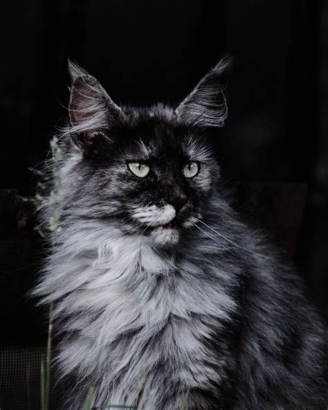 They're majestic animals with wonderful temperaments, and they make excellent companions. Are Maine Coon cats expensive? - Catman