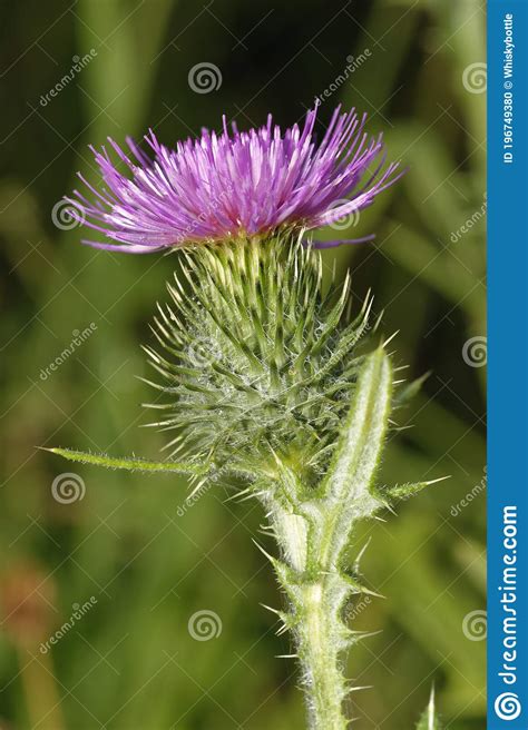 Spear Thistle Stock Photo Image Of Wildlife Flower 196749380