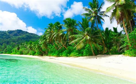 Tropical Paradise Beach Coast Sea Palm Trees Summer Wallpaper