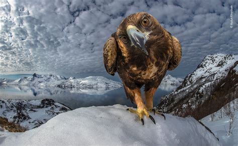 Wildlife Photographer of the Year 2019: Public vote on stunning