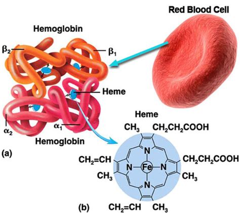 Hemoglobin Definition Biology Quizlet Jeffrey Merriman Bruidstaart