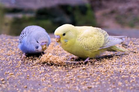What Is The Best Diets For Parakeetsbudgerigars Learn What To Feed
