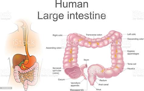 The large intestine is the second section of the alimentary canal. Human Large Intestine Vector Illustration Stock ...