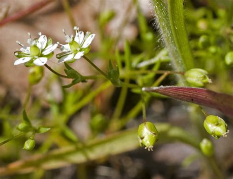 Sagina Decumbens Ssp Occidentalis Calflora