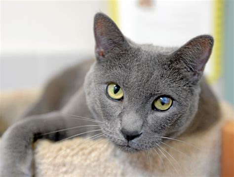 Pet Of The Week Ashley A Russian Blue Mix Cat Needs A Home Daily