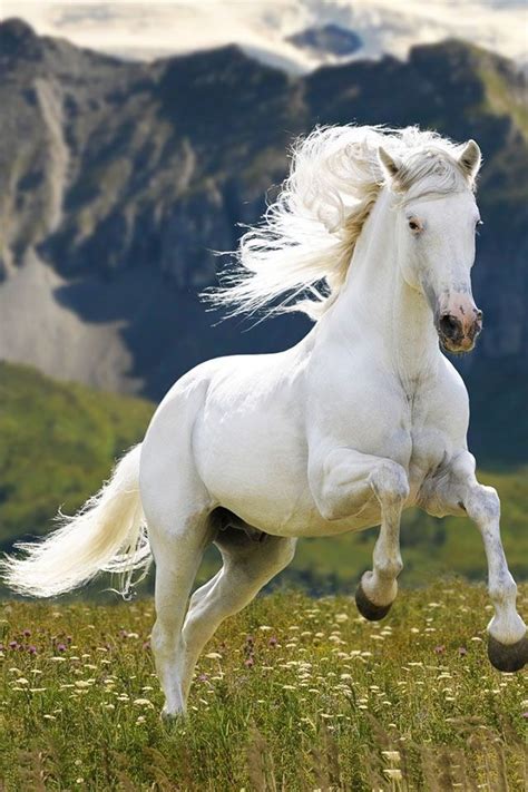 Legendary Scholar Лошадиные породы Фотографии лошадей Красивые лошади