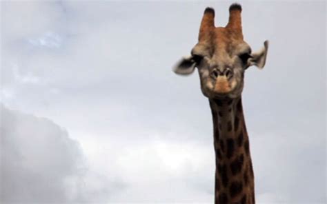 Video Hes Got Some Neck Angry Giraffe Attacks Safari Tourists In