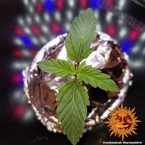 Cookies Kush™ Cannabis Seeds Barneys Farm®