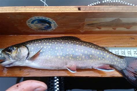 Brook Trout Spawning In Salt Water Fly Fisherman