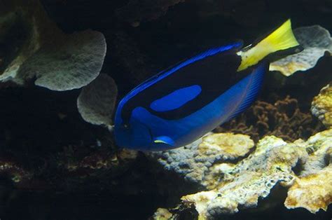The Pacific Blue Tang Or Dory To Finding Nemo Fans Can Be Found All