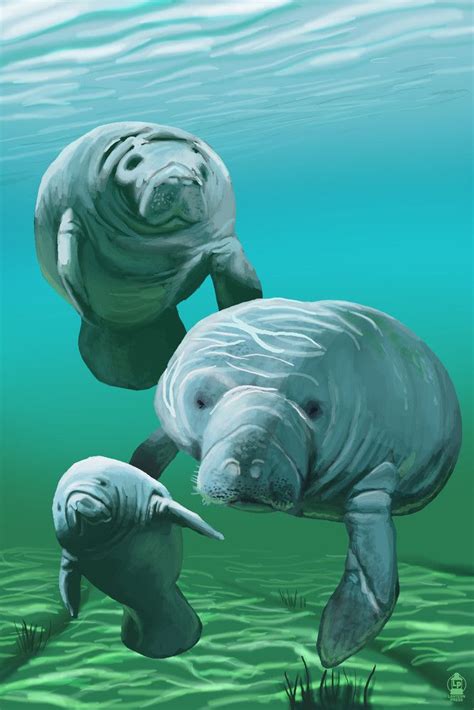 Print Manatees Lantern Press Artwork Manatee Florida Manatee Art