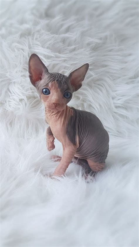 The skinny on sphynx cats. Sphynx Cats For Sale | South Vernal Avenue, UT #293677