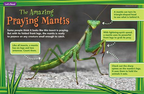 The Amazing Praying Mantis Nwf Ranger Rick