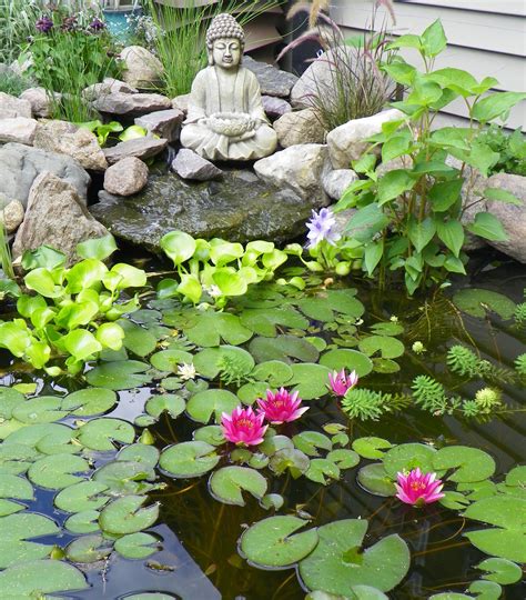 Lotus flower is very beautiful and can be easily grown at home through seeds and roots.it needs full sun light for about 6 hrs. Lotus Flowers For Your Garden Pond