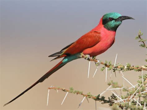 Witnessing The Majestic Beauty Of The Carmine Bee Eaters Cliff Colony