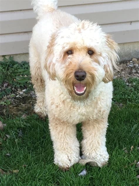 The most common colors to find are golden and chocolate brown. F1b mini golden doodle Adult weight 30 lbs No shedding ...