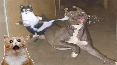 Dogs Vs Cats 18 Funny Comics Cat Vs Dog Dog Owner Mem