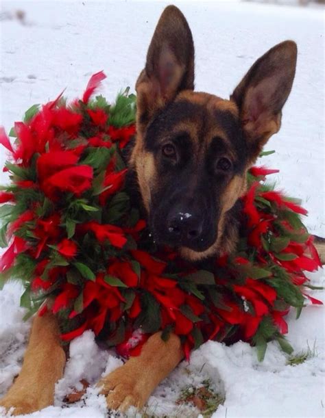 Christmas Card Worthy German Shepherd Dog Forums Dog Christmas