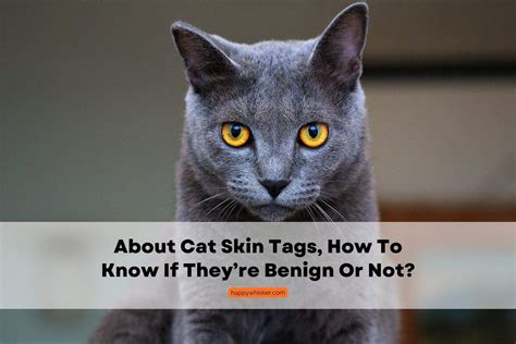about cat skin tags how to know if they re benign or not