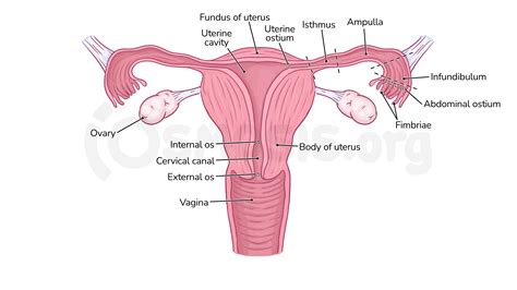 Anatomy Of The Female Reproductive Organs Of The Pelvis Osmosis