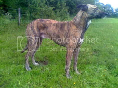 Australian Cattle Dog Cross Lurchers And Running Dogs The Hunting Life