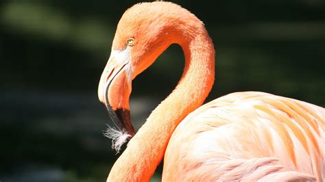 Beautiful Bird Flamingo Hd Images Hd Wallpapers