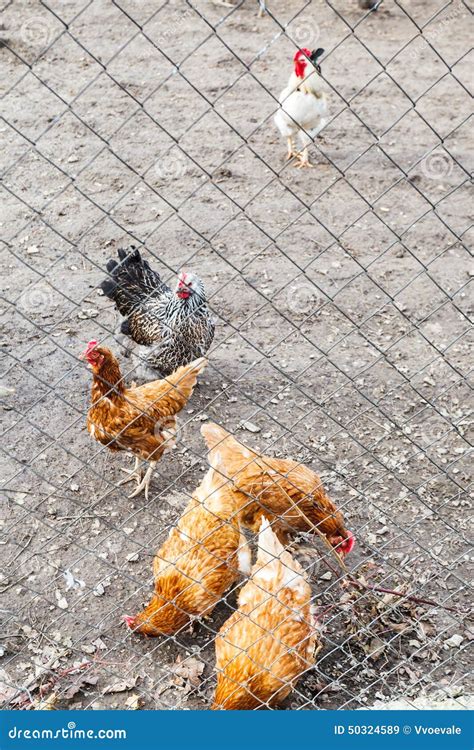 Chicken Flock On Backyard Stock Image Image Of Avian 50324589