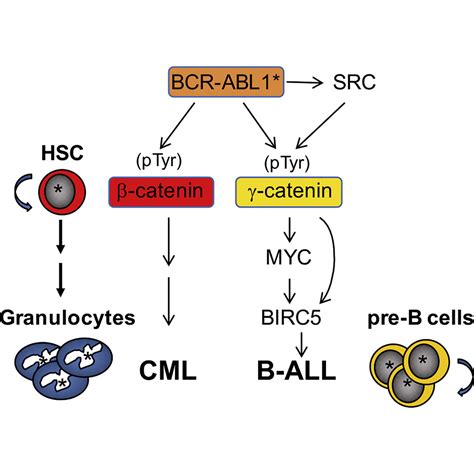 γ Catenin Dependent Signals Maintain Bcr Abl1 B Cell Acute
