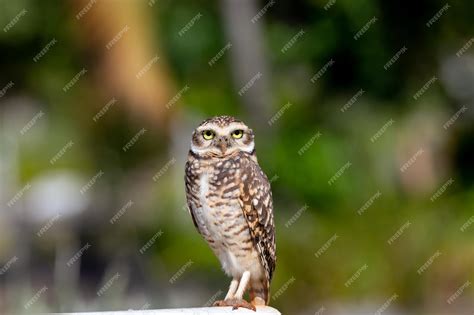 Premium Photo Burrowing Owl Athene Cunicularia Or Speotyto