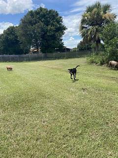 Unlock The Secret Oasis Pet Boarding Brandon Fl Revealed