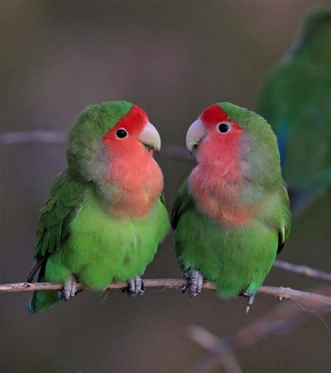 Rosy Faced Lovebird