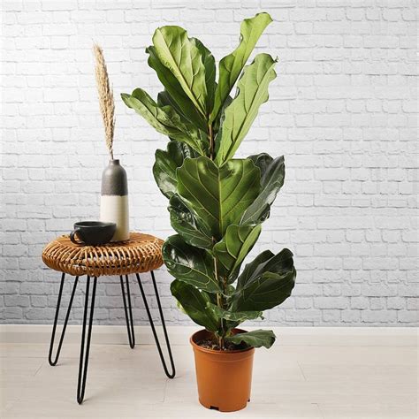Indoor Plants 9 Statement Houseplants For Your Home And Office